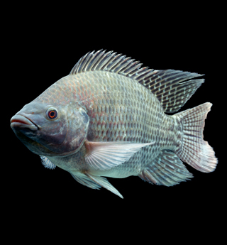 Tilapia Fish Photo